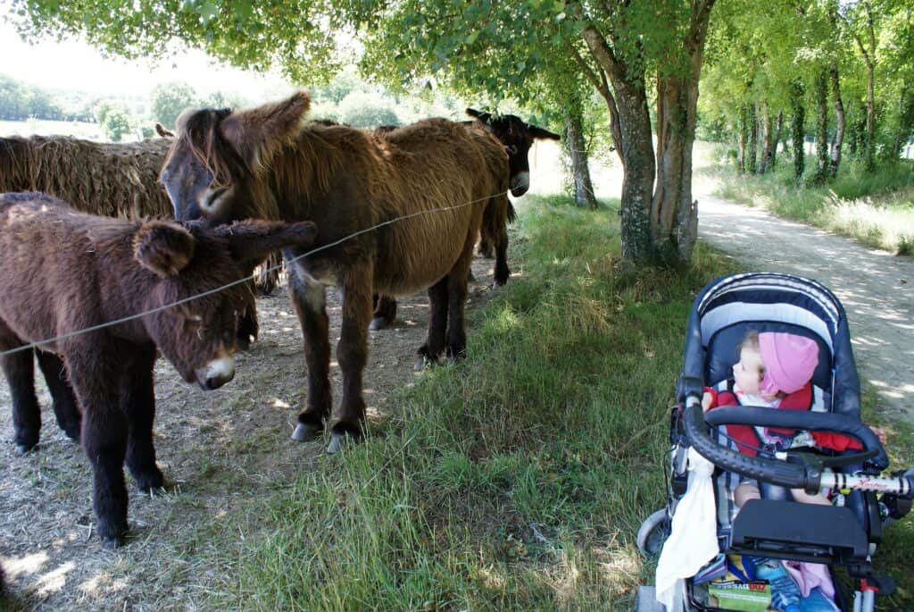 Baby in Kinderwagen, daneben Esel und Maultiere