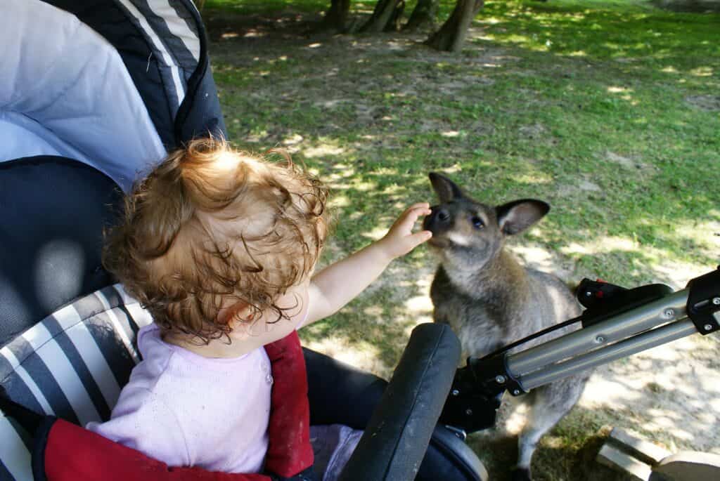 Baby im Kinderwagen, daneben ein Känguruh