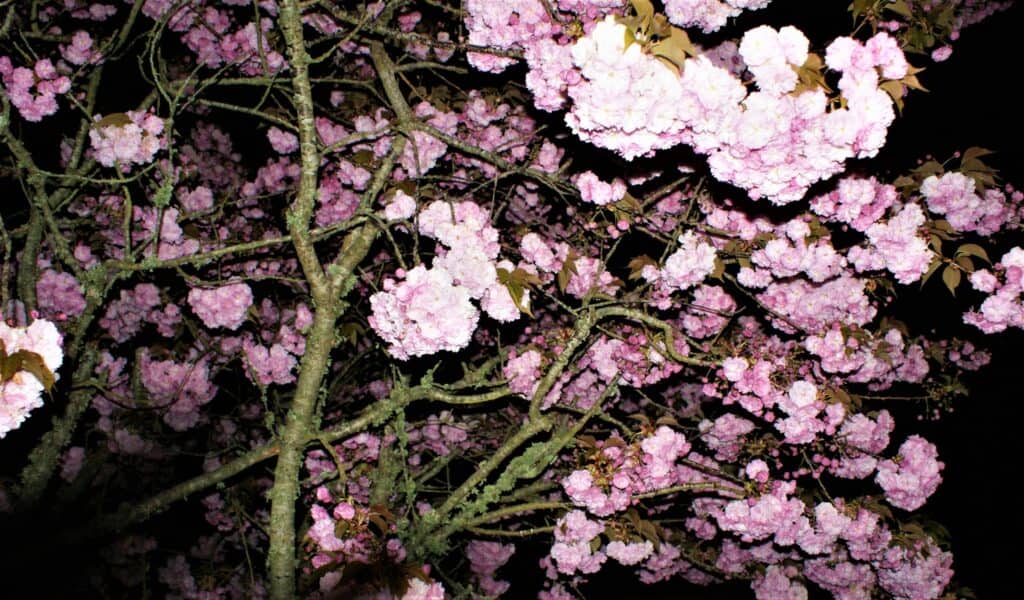 Baum mit rosa Blüten in der Nacht