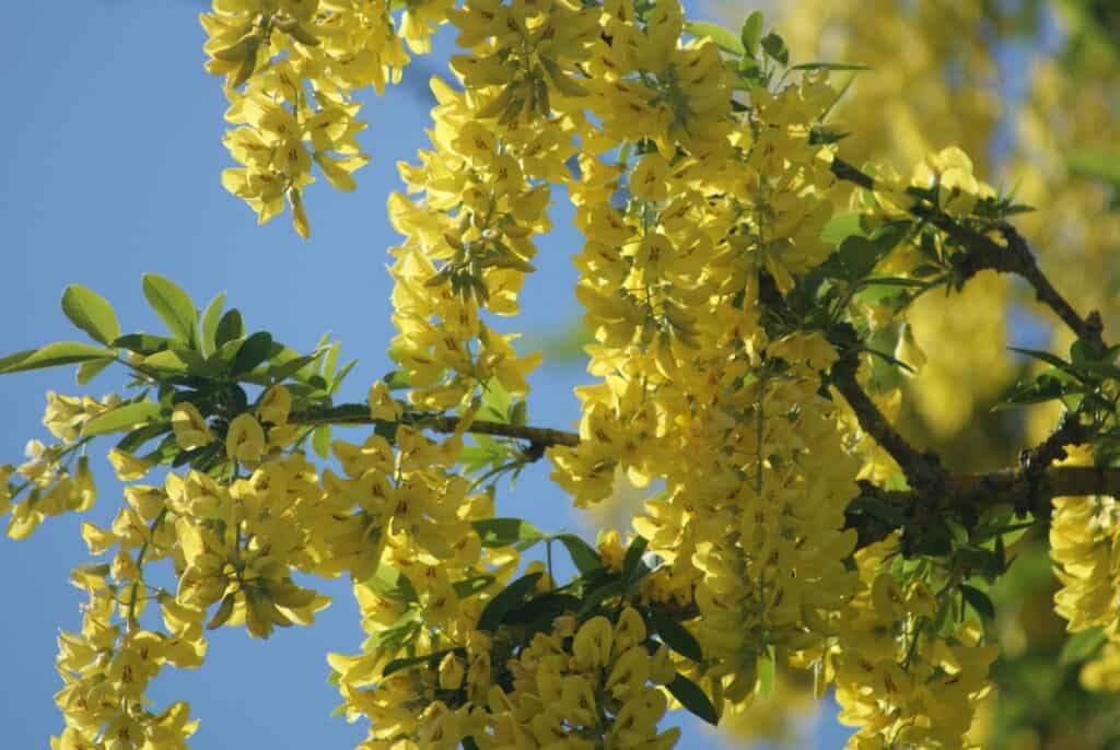 Baum mit gelben Blüten