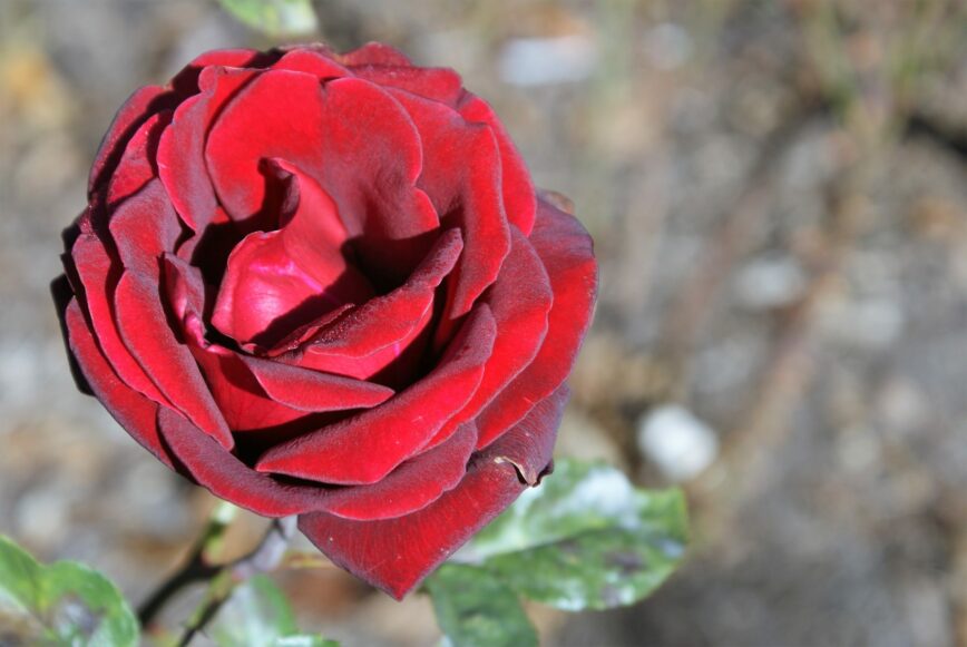 Eine Rose erinnert an Opfer des KZ Dachau