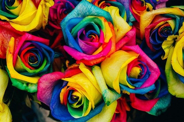 Rosen in Regenbogenfarben