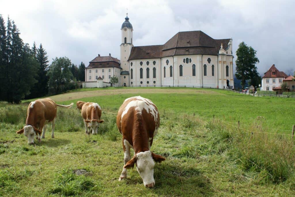 Im Vordergrund Wiese mit Kühen und Tannen, im Hintergrund Barockkirche