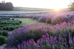 Im Vordergrund Lavendelfelder, im Hintergrund grüne Wiesen, aufgehende Sonne