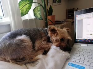 Hund vor Computer