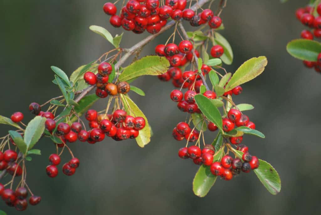 Rote Beeren an einem Strauch