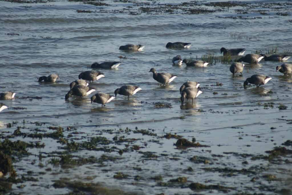 Vögel, die im Watt nach Futter suchen