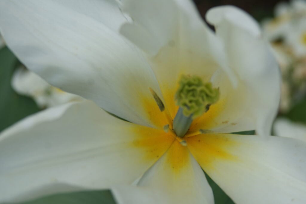 Große weiße Blüte