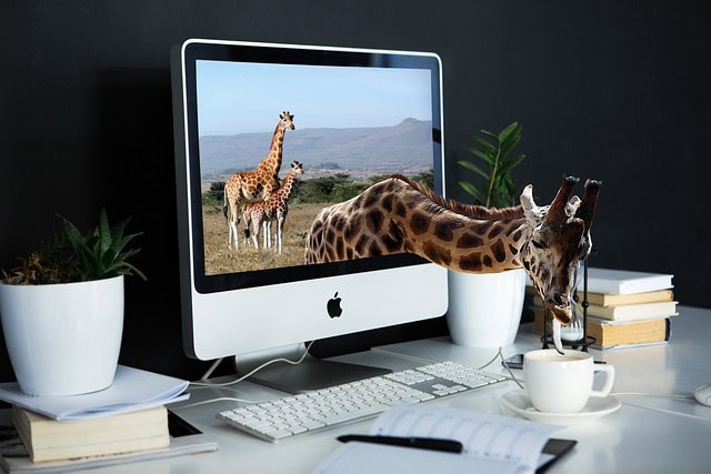 Ordinateur sur un bureau avec une tasse de café et un pot de fleurs, sur l'écran on voit des girafes dont une boit le café sur le bureau