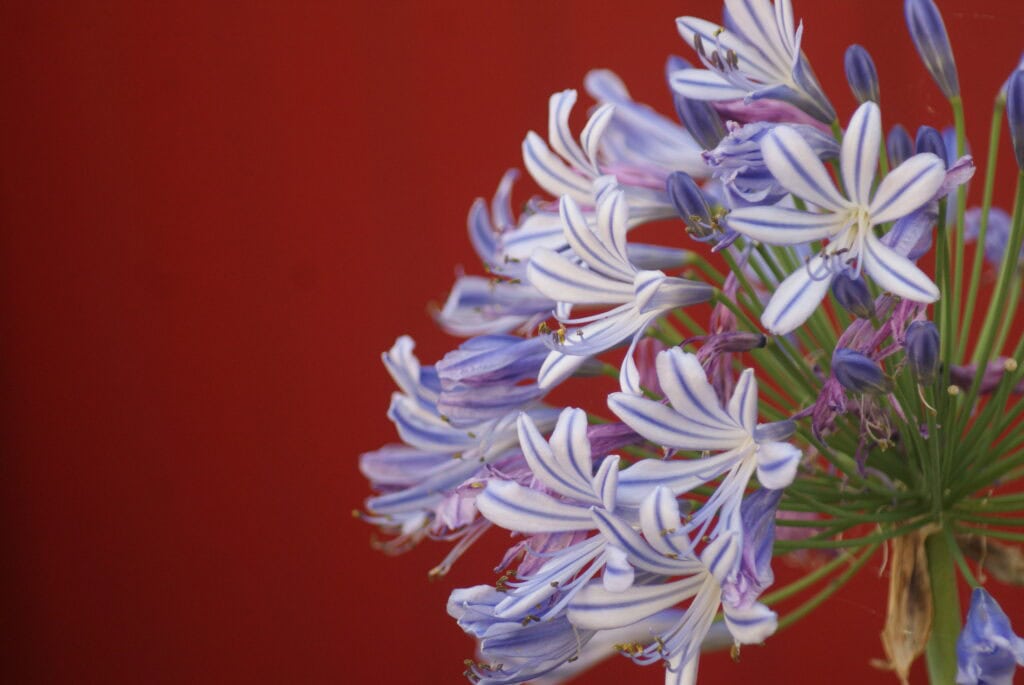 Violette Agapanthe vor roter Mauer