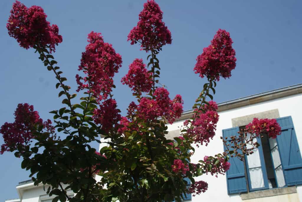 Im Vordergrund ein Busch mit fliederartigen roten Blüten, dahinter ein weißes Haus mit blauen Fensterläden und blauer Himmel