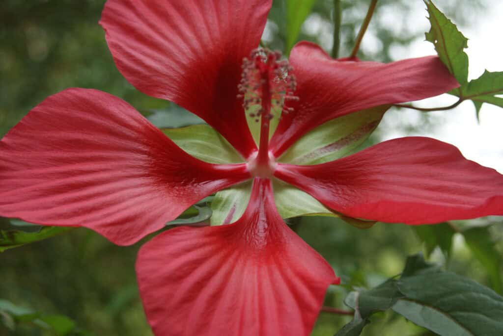 Rote Blume für grünen Baum